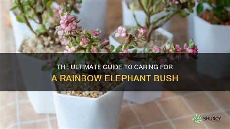 rainbow elephant bush care